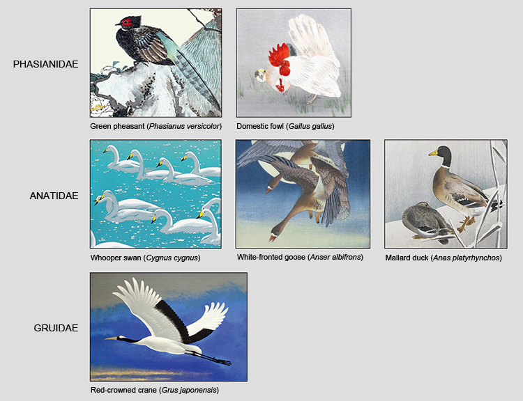 Popular Bird Families